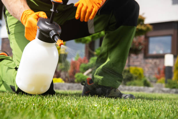 Wasp Removal Services in Rouses Point, NY