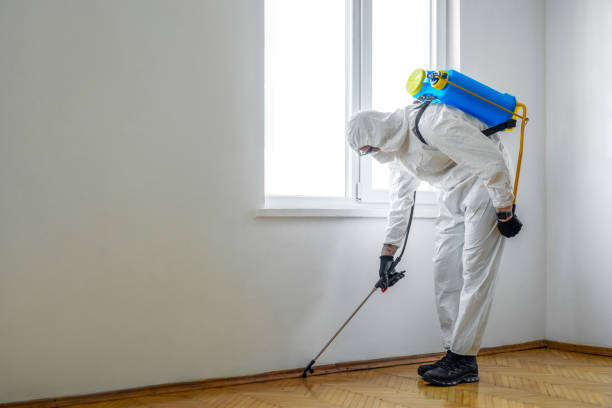 Best Termite Control Services  in Rouses Point, NY