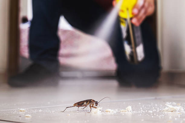Spider Control Near Me in Rouses Point, NY