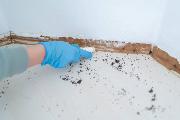 Best Flea Control Services  in Rouses Point, NY
