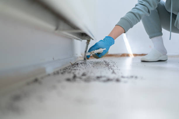 Best Emergency Pest Control  in Rouses Point, NY